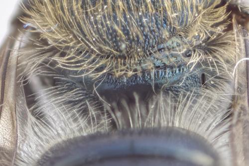 Osmia caerulescens